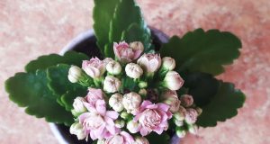 Рыбинцев приглашают обмениваться живыми цветами