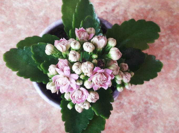 Рыбинцев приглашают обмениваться живыми цветами