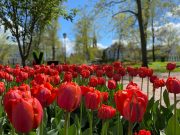 В Рыбинске появятся новые клумбы