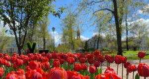 В Рыбинске появятся новые клумбы