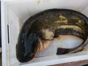 На водоемах Ярославской области введены ограничения на рыбную ловлю