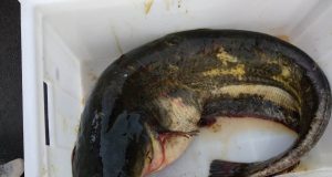 На водоемах Ярославской области введены ограничения на рыбную ловлю