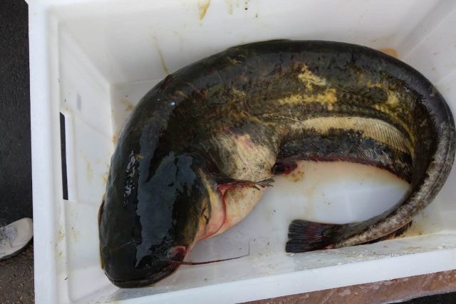 На водоемах Ярославской области введены ограничения на рыбную ловлю