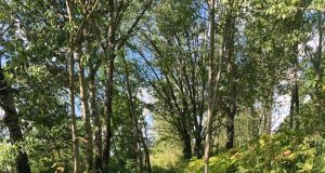 Рыбинцев приглашают на субботники на Стрелку