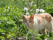 В Рыбинске будут прививать животных от бешенства в районах