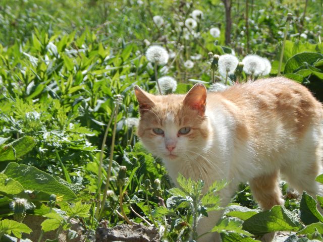 В Рыбинске будут прививать животных от бешенства в районах