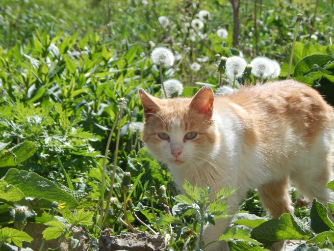 В Рыбинске будут прививать животных от бешенства в районах