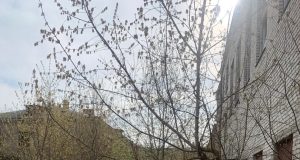 Вокруг Мариинской гимназии расчистят территорию