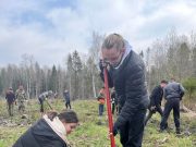 В Рыбинском районе высадили более 300 саженцев хвойных деревьев