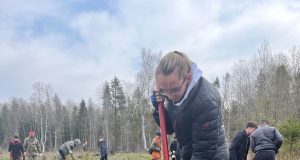 В Рыбинском районе высадили более 300 саженцев хвойных деревьев