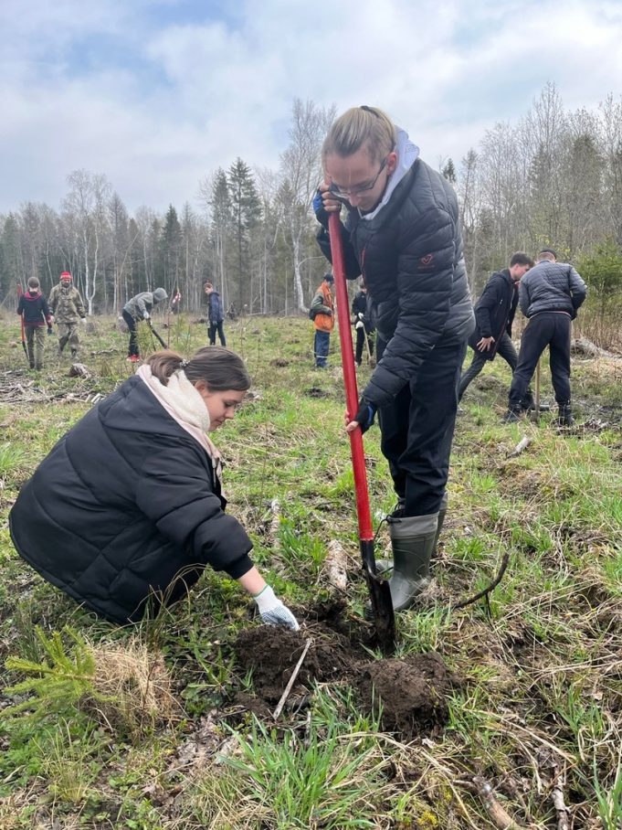 В Рыбинском районе высадили более 300 саженцев хвойных деревьев