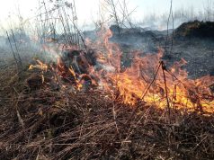 В Рыбинском районе фиксируют возрастание случаев пала сухой травы