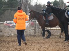Лошади в помощь поисковикам