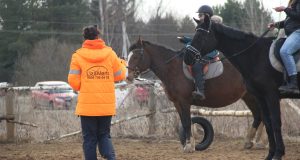 Лошади в помощь поисковикам