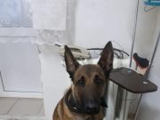 Пес из Рыбинска по имени Грей обрел новый дом и пошел на поправку