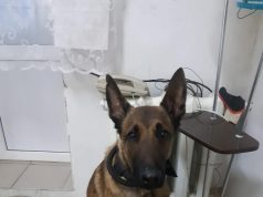 Пес из Рыбинска по имени Грей обрел новый дом и пошел на поправку