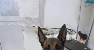 Пес из Рыбинска по имени Грей обрел новый дом и пошел на поправку