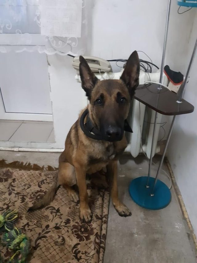 Пес из Рыбинска по имени Грей обрел новый дом и пошел на поправку