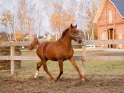 В Рыбинске поисковиков будут обучать верховой езде