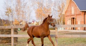 В Рыбинске поисковиков будут обучать верховой езде