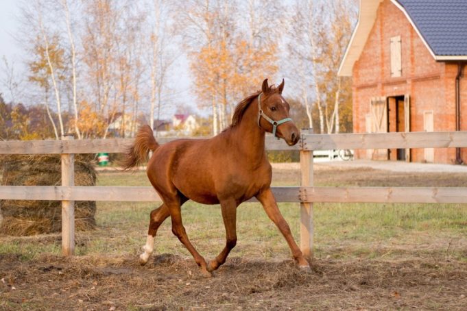 В Рыбинске поисковиков будут обучать верховой езде