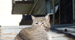 13 мая в Рыбинске будет проходить бесплатная вакцинация животных