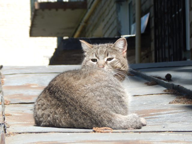 13 мая в Рыбинске будет проходить бесплатная вакцинация животных