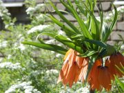 Ждать ли рыбинцам погодных сюрпризов в праздничные дни?