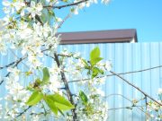 Рыбинцев приглашают на праздничный вечер «Когда над землею бушует весна»