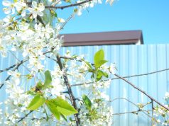 Рыбинцев приглашают на праздничный вечер «Когда над землею бушует весна»