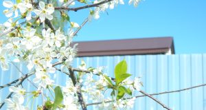 Рыбинцев приглашают на праздничный вечер «Когда над землею бушует весна»