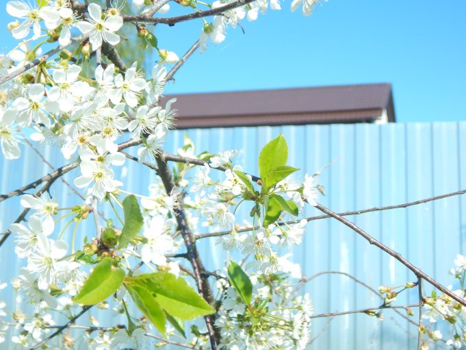 Рыбинцев приглашают на праздничный вечер «Когда над землею бушует весна»