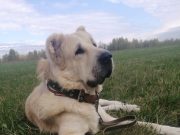 Четвероногие заложники