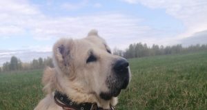 Четвероногие заложники