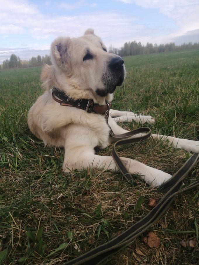 Четвероногие заложники