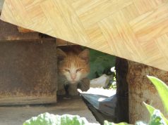 В Рыбинске проведут акцию в помощь бездомным животным