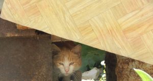 В Рыбинске проведут акцию в помощь бездомным животным