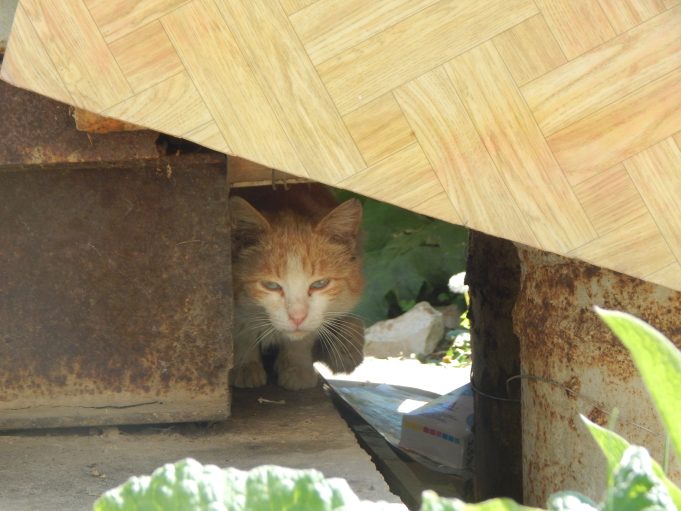 В Рыбинске проведут акцию в помощь бездомным животным