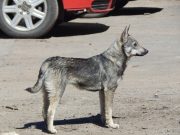 В Рыбинске отметят Всемирный день собак