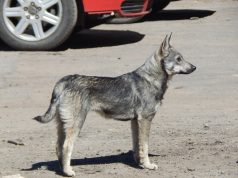 В Рыбинске отметят Всемирный день собак