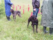 В Рыбинске прошла областная выставка охотничьих собак