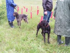В Рыбинске прошла областная выставка охотничьих собак