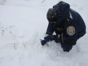 Участники кровавой охоты на лосей под Тутаевым предстанут перед судом