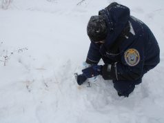 Участники кровавой охоты на лосей под Тутаевым предстанут перед судом