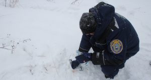 Участники кровавой охоты на лосей под Тутаевым предстанут перед судом