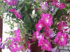 В Рыбинске стартовал конкурс «Цветущий город»