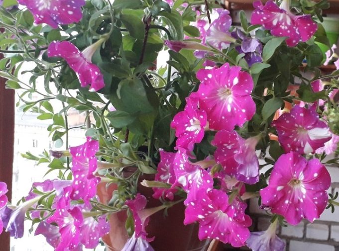 В Рыбинске стартовал конкурс «Цветущий город»