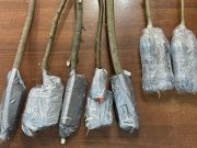 Житель Ярославля пытался передать крупную посылку в исправительную колонию №2