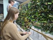 Победа своими руками