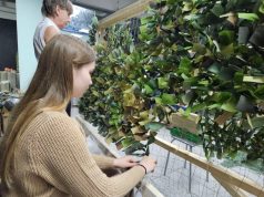 Победа своими руками